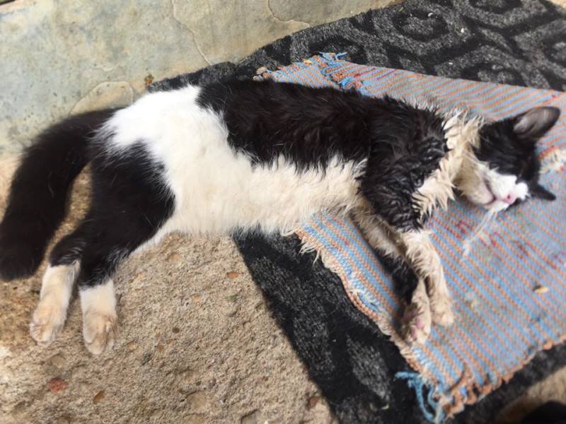 Moradores denunciam envenenamento de animais em São Julião