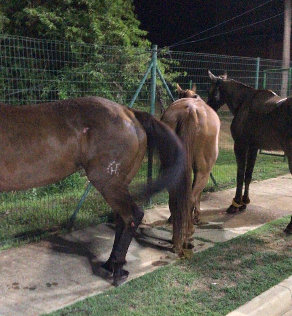 Fogos de artifício assustam cavalos que fogem da Expoapi e são atingidos por carros na BR-343