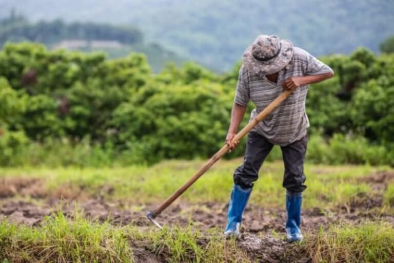 Garantia-Safra é liberado para agricultores de 71 municípios do Piauí