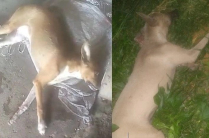 Família denuncia morte de 3 cachorros por suspeita de envenenamento no PI