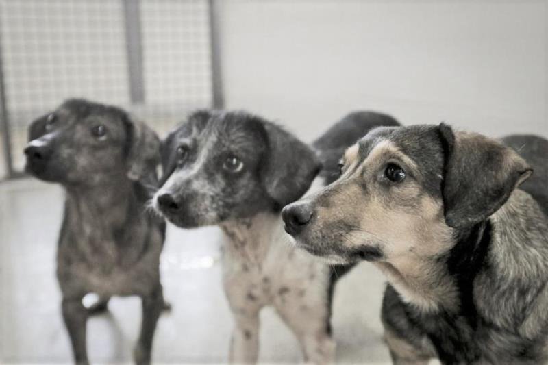 Homem é preso por matar cachorros e vender carne como se fosse de bode