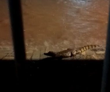 Jacaré é flagrado em calçada de casa durante chuva na zona Norte