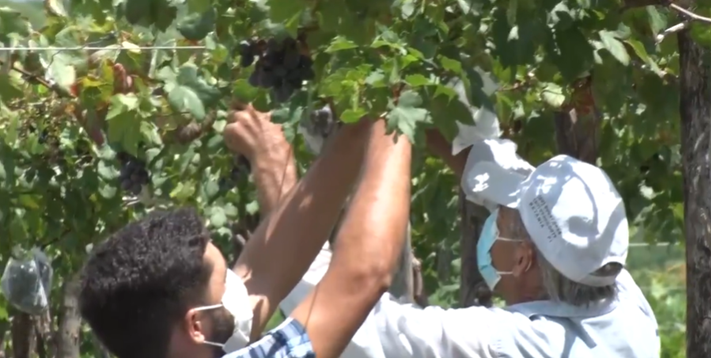 Jovem produtor de Jacobina do Piauí se destaca com cultivo de uvas