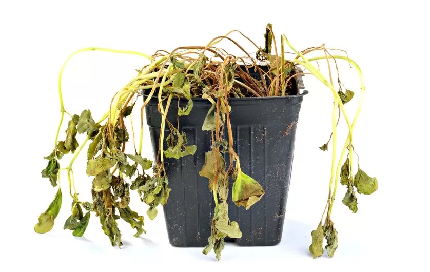 Plantas estão morrendo
