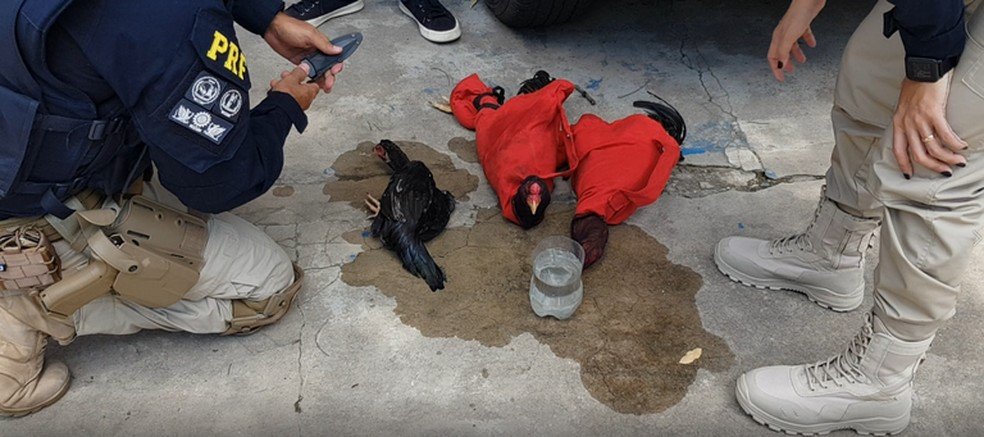 Polícia resgata galos de rinha e apreende drogas dentro de carro roubado