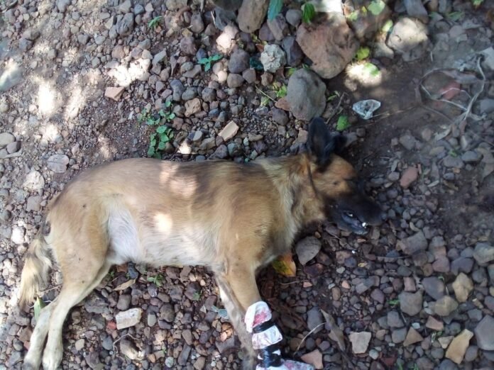 Cachorro é morto com golpes de foice e suspeito do crime é preso no Piauí