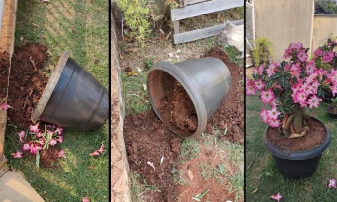 Furto de plantas do tipo rosas do deserto revolta donas de casas em São Julião