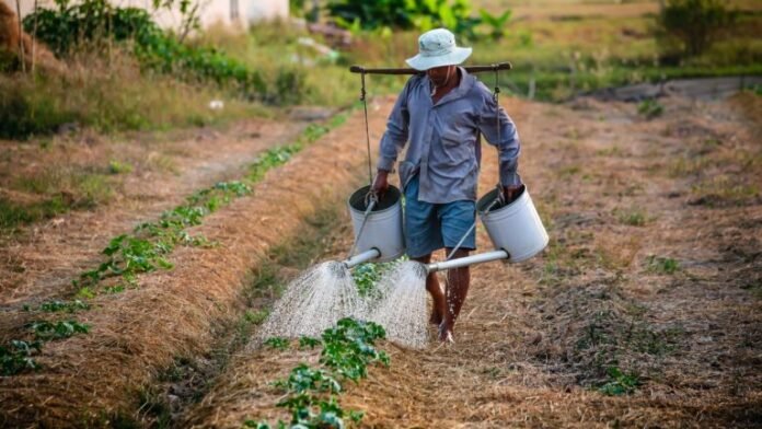 adulto-agricultor-agricultura-aumento-162637-768x432