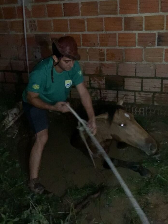 Bombeiros e ambientalista utilizam fusca para resgatar cavalo preso em fossa