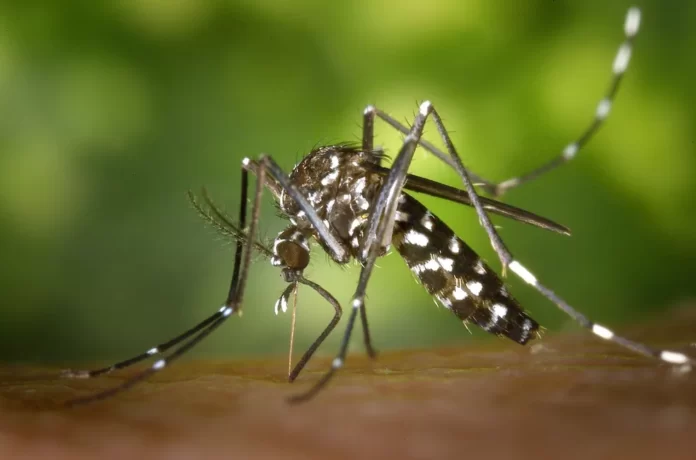 Mosquito 'Aedes aegypti' dengue