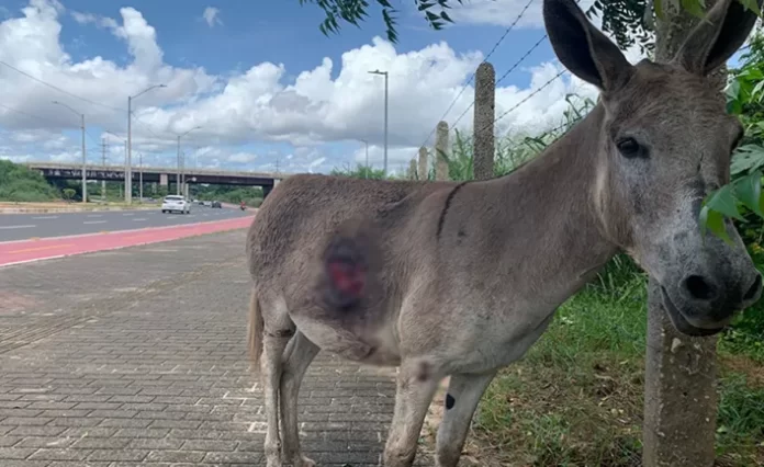 Jumenta fica ferida após ser atropelada no Piauí e ambientalista pede ajuda
