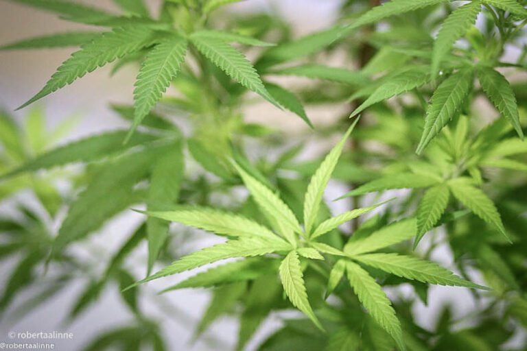 Porte de maconha para consumo próprio pode ser liberado pelo STF Porte de maconha para consumo próprio pode ser liberado pelo STF