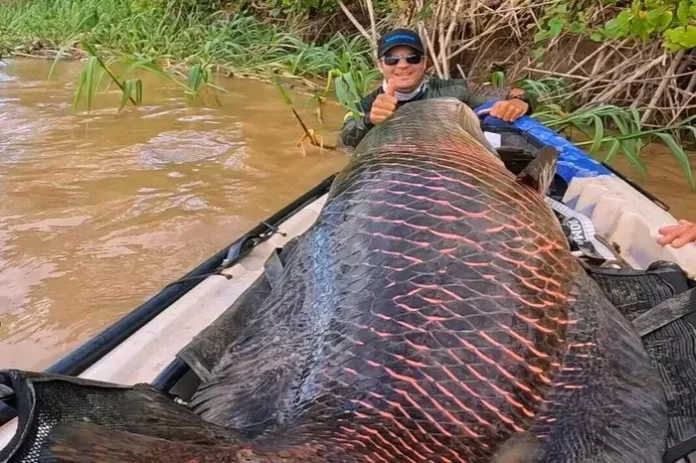 Pescadores fisgam pirarucu com mais de dois metros e 100 quilos no Rio Madeira; veja fotos
