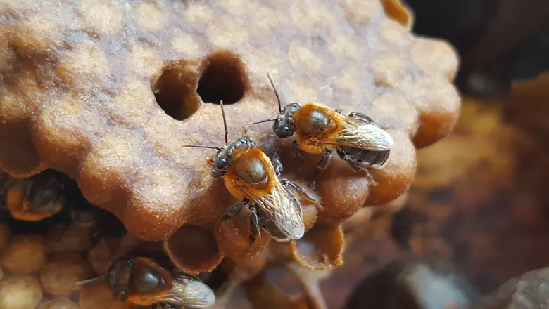 Estudo pode evitar extinção da abelha jandaíra