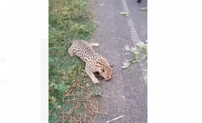 Jaguatirica é encontrada morta após ser atropelada em município do Piauí
