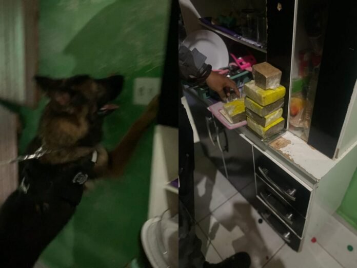 Polícia Civil realiza operação e apreende grande quantidade de drogas em Monsenhor Hipólito