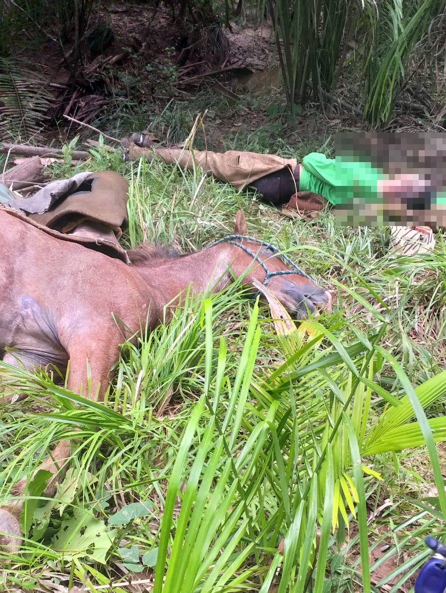 Vaqueiro de 22 anos e cavalo morrem eletrocutados enquanto perseguiam boi  em mata no Piauí - Info Newss