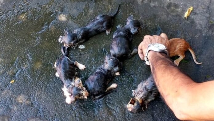 Homem é preso por suspeita de maus-tratos a filhotes de gato no Piauí