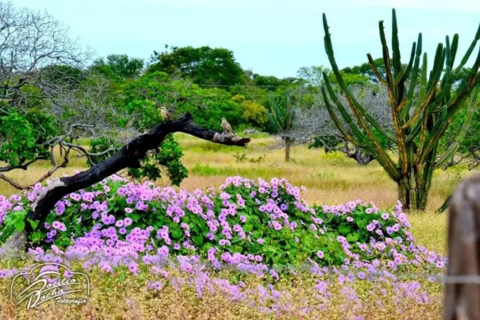 Inverno já dura 8 meses no Semiárido do Piauí