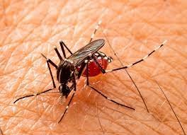 Mosquito da dengue