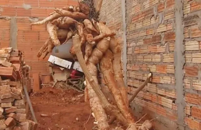 mandioca300kg