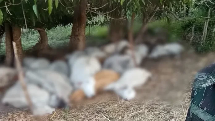 animais