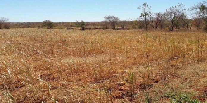 cerrado-10-750x375