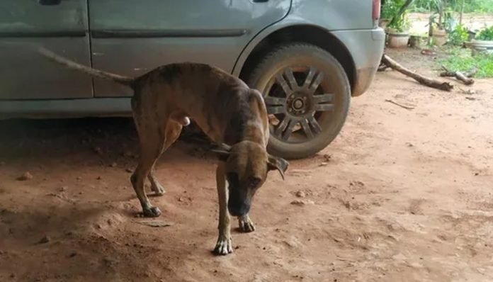 cachorro-morto-a-tiros