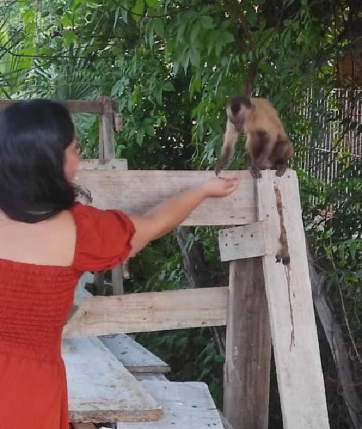 Moradores flagram macaco circulando com filhote de gato em bairro de Picos Moradores flagram macaco circulando com filhote de gato em bairro de Picos