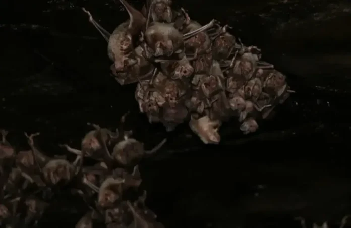 morcegos1