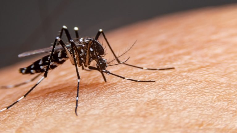 Anvisa alerta para risco de transmissão da dengue por transfusão de sangue Anvisa alerta para risco de transmissão da dengue por transfusão de sangue