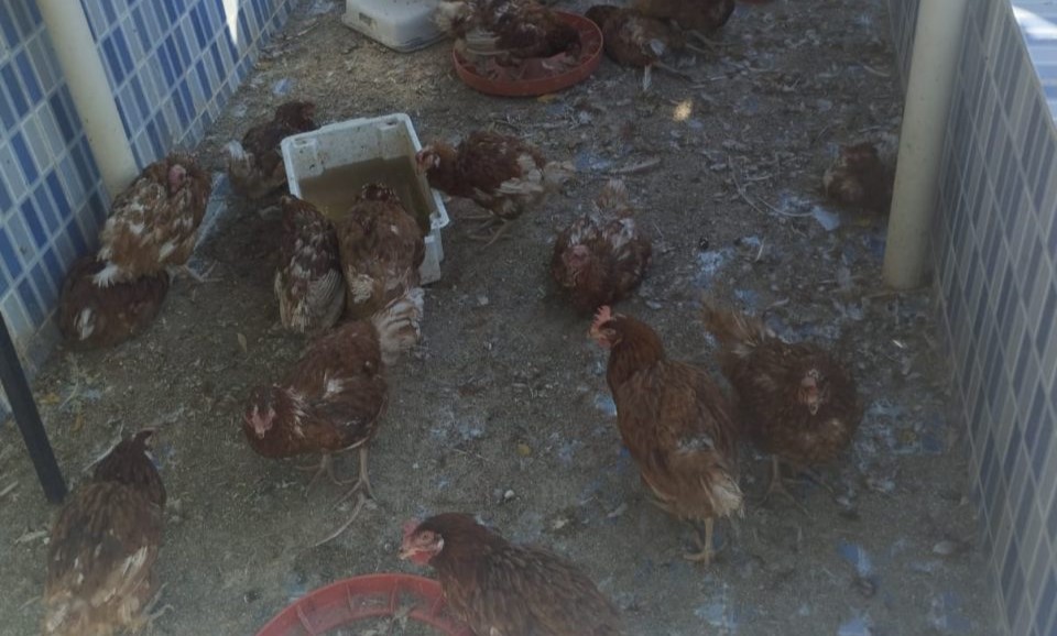 Polícia flagra galinhas apodrecendo em granja de Sussuapara e autua responsável por maus-tratos a animais