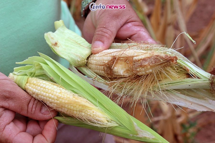 IMG_4151Estiagem provoca perda de mais de 50% da safra em Belém do Piauí, e agricultores lamentam prejuízos irreversíveis