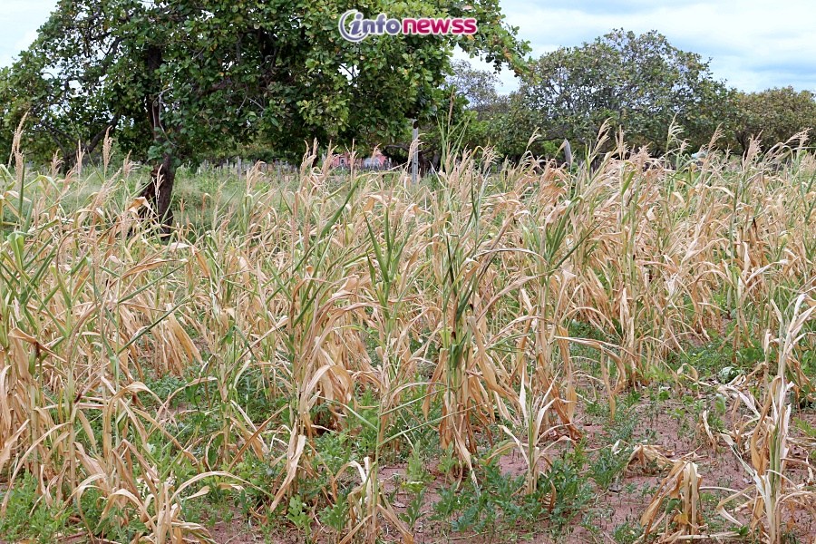 Seca verde - perda da produção agrícola - Seca verde compromete lavouras