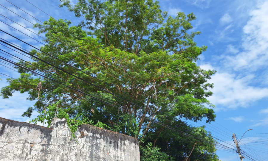 Vegetação na rede elétrica causa 9 mil ocorrências no Piauí nos primeiros meses do ano