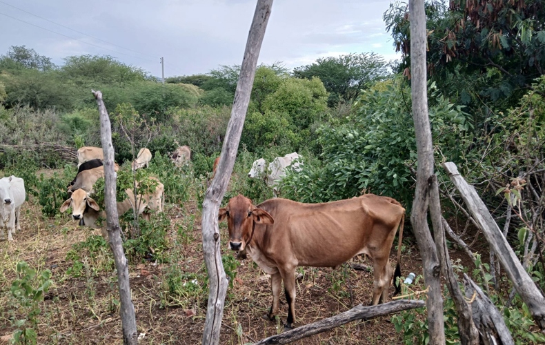Seca se agrava no Piauí