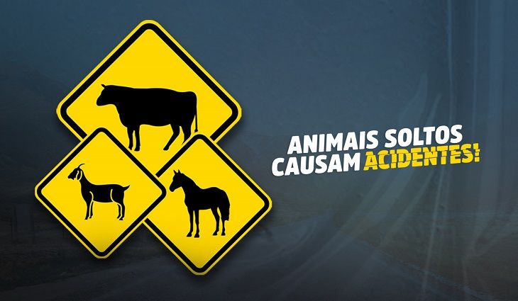 Fiscalização de animais soltos - animais causam acidentes