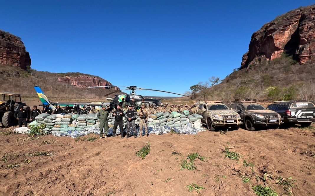 Polícia desarticula plantação de maconha em Cristino Castro em ação do Pacto pela Ordem